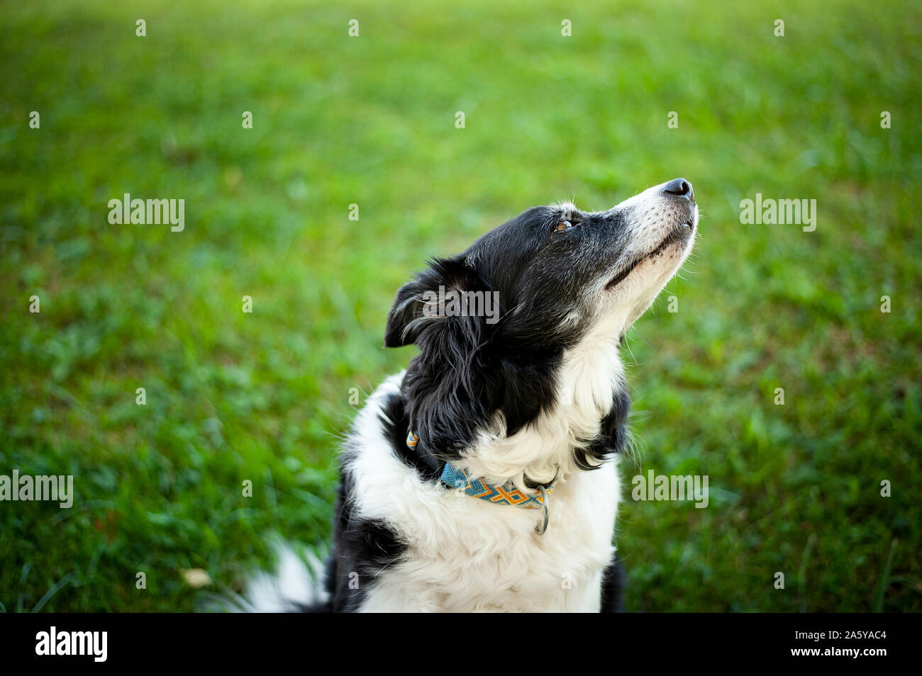 Old black and white border collie. Portrait of cute dog. Stock Photo