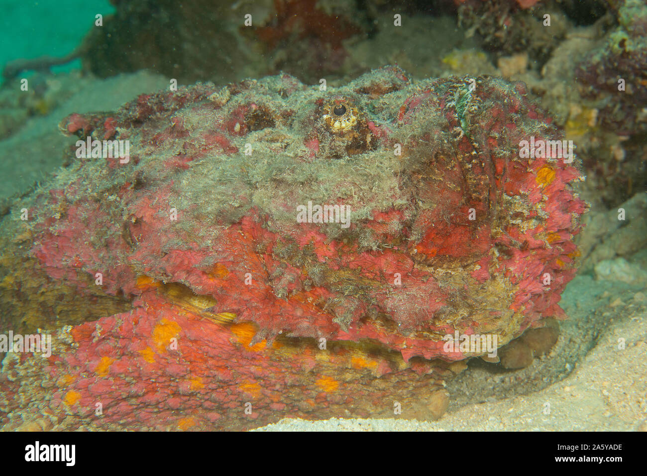 The stonefish, Synanceia verrucosa, is one of the most dangerous creatures on tropical reefs.  This species is capable of inflicting a painful, heart Stock Photo