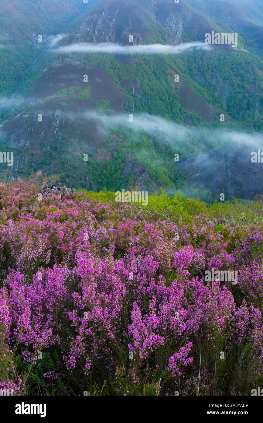 HEATHER (Erica australis), Fuentes del Narcea, Degaña e Ibias Natural Park, Asturias, Spain, Europe Stock Photo