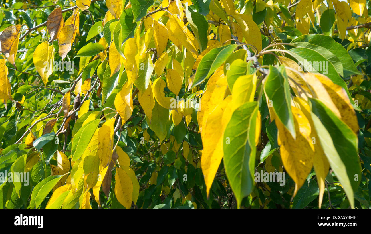 Osage park hi-res stock photography and images - Alamy