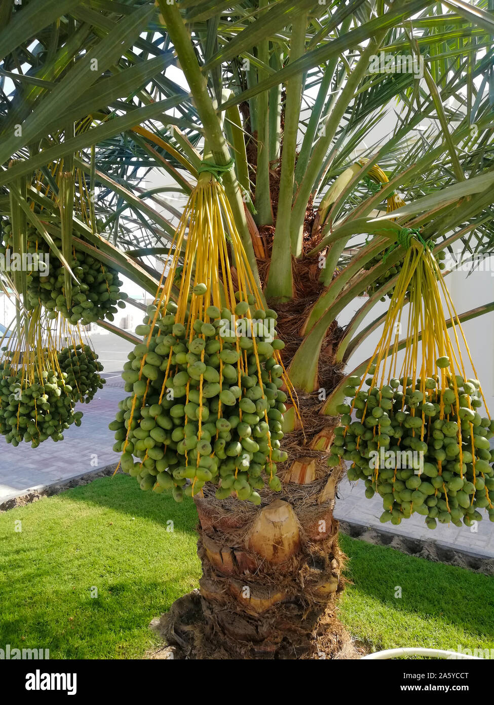 Green date palm fruits ready to harvest in Qatar, Arab,Middle East