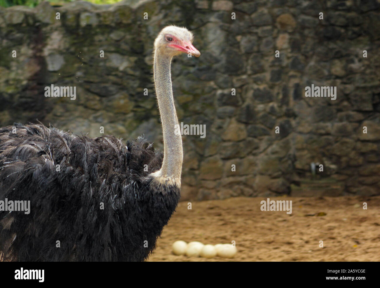Masai Ostrich couple looking after their ostrich male and female ostrich in Srilankan Zoo. Common ostrich, Struthio camelus, big bird feedi Stock Photo - Alamy Masai Ostrich couple looking after their ostrich male and female ostrich in Srilankan Zoo. Common ostrich, Struthio camelus, big bird feedi Stock Photo - Alamy