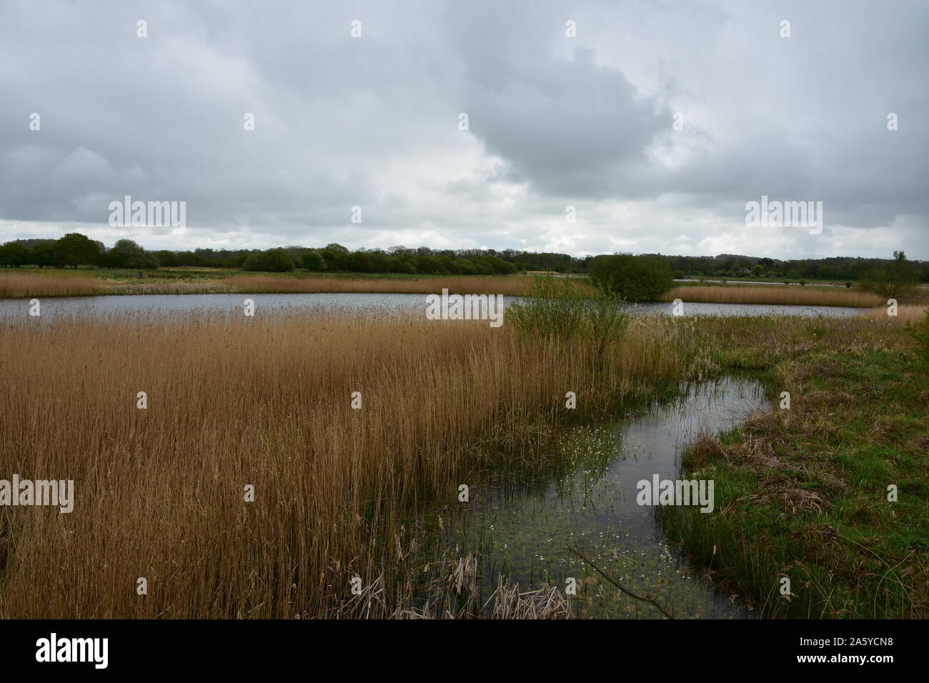 Lagoon, Staveley Nature Reserve 5, Yorkshire Stock Photo