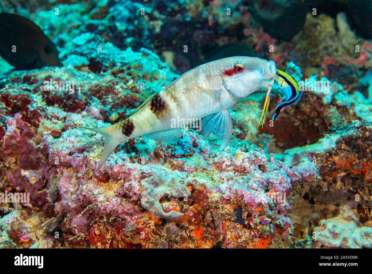 This manybar goatfish, Parupeneus multifasciatus, is opening wide to be inspected by a bluestreak cleaner wrasse, Labroides dimidiatus, on a reef off Stock Photo