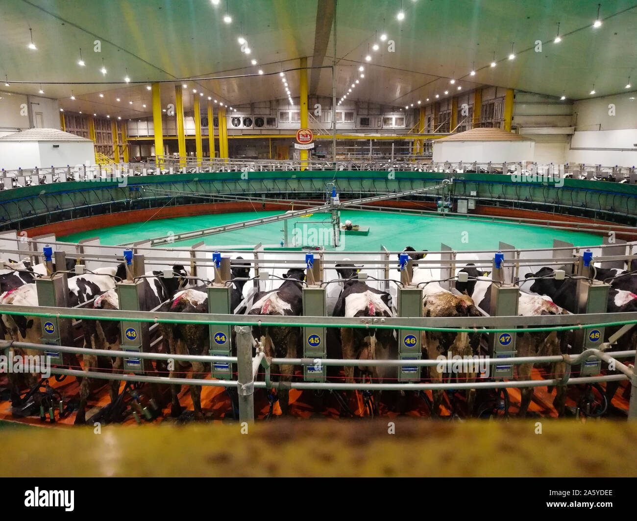 Doha, Qatar: Baladna Milk production farm cows on line to provide milk. Automatic milking system / Robotic milking rotary system for dairy industry. Stock Photo