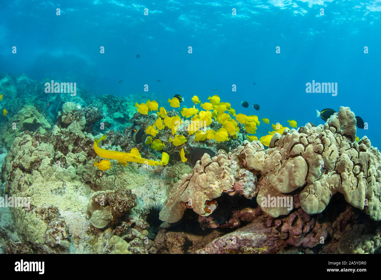 The yellow trumpetfish, Aulostomus chinensis, is attempting to use this school of yellow tang, Zebrasoma flavescens, as camouflage to prey on a confus Stock Photo