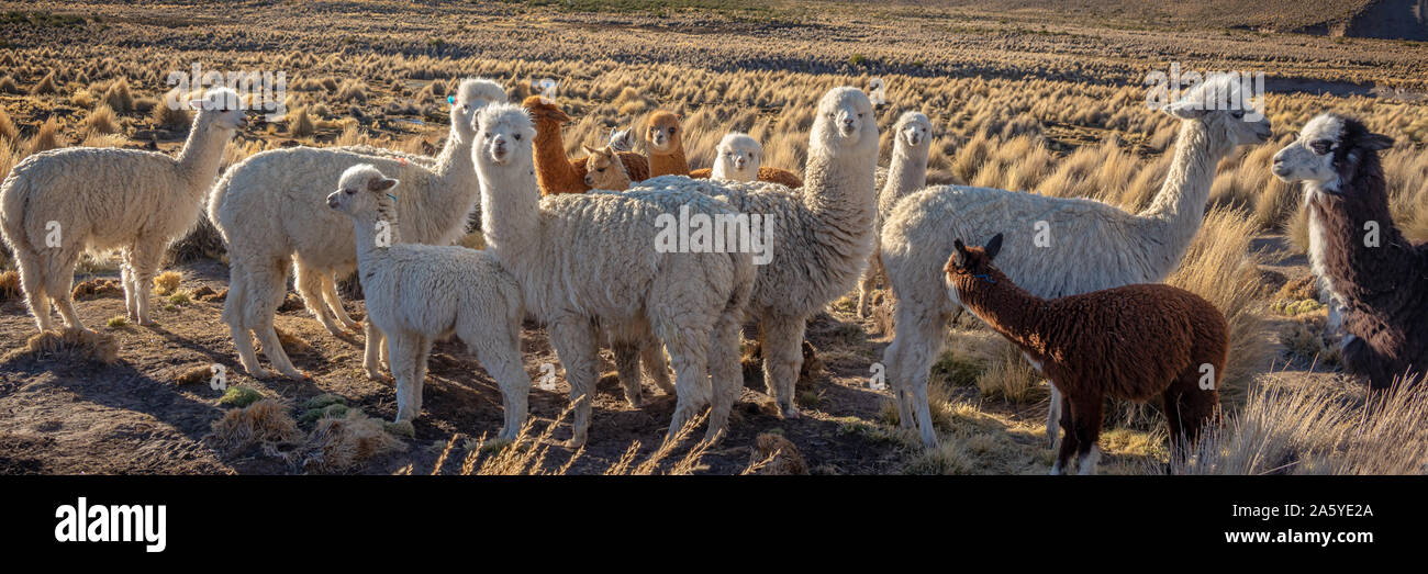 Herd of curious alpacas in Bolivia Stock Photo