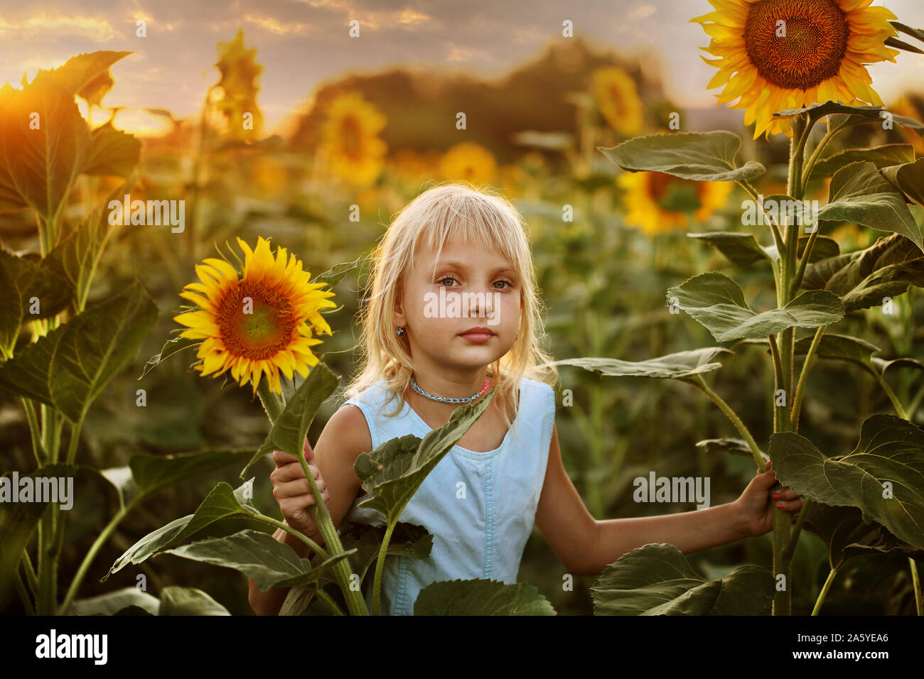A girl in a blue dress stands among the sunflowers Stock Photo - Alamy