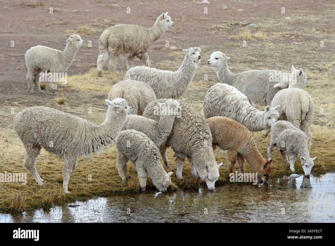 Herd of Alpacas (Vicugna pacos) drinking from lake on the altiplano, Peru, South America Stock Photo