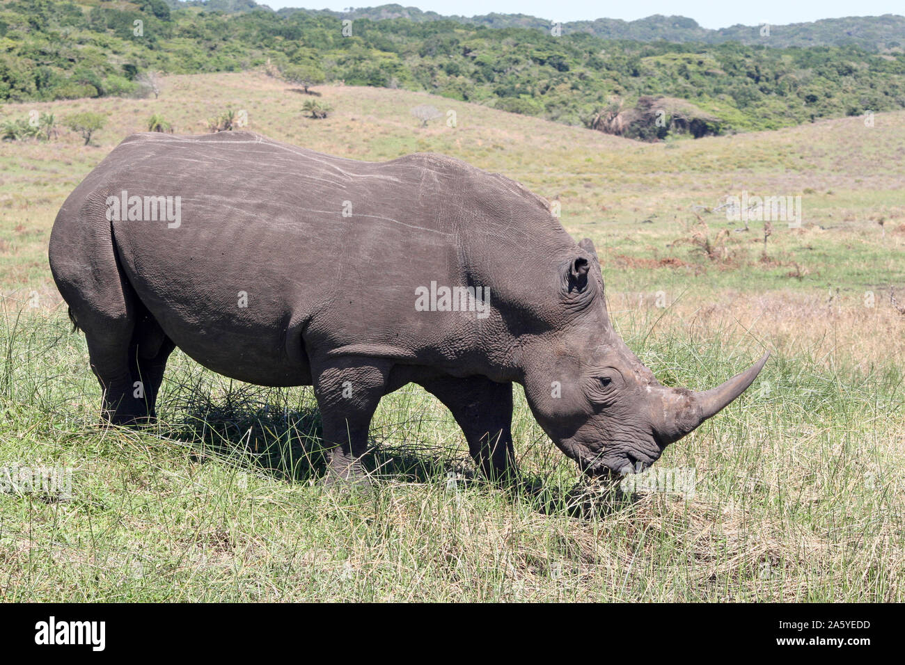 White Rhino St Lucia Game Reserve (iSimangaliso), KwaZulu-Natal, South Africa Stock Photo