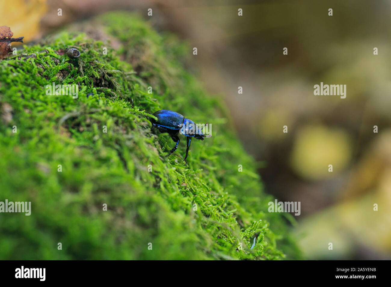 Blue metallic earth-boring dung beetle in green moss. Anoplotrupes stercorosus bug in summer forest, selective focus Stock Photo