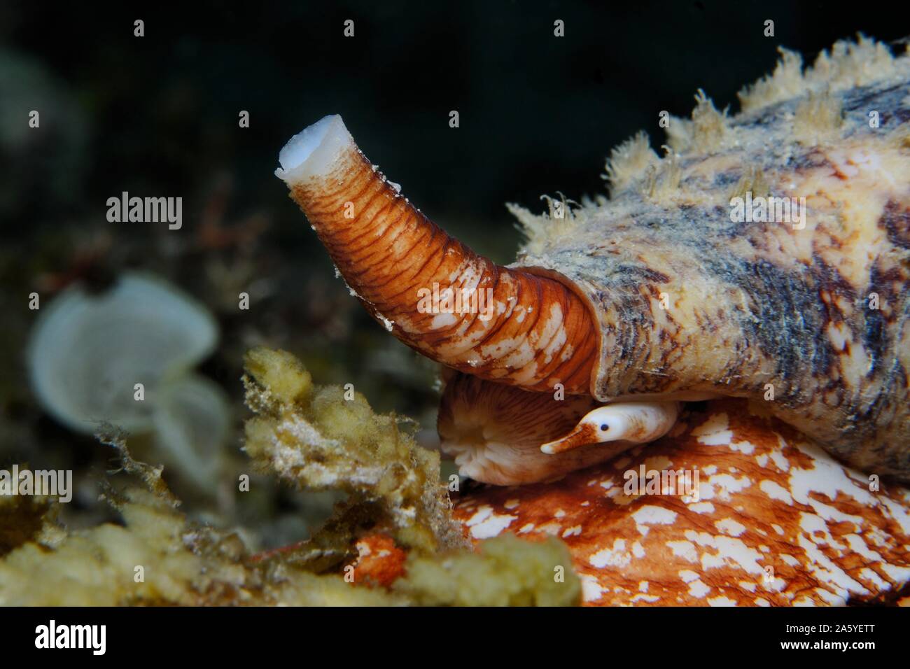 A highly venomous Geography cone (Conus geographus (Lat)) with siphon raised up and eye stalk extended, Panglao, Philippines Stock Photo