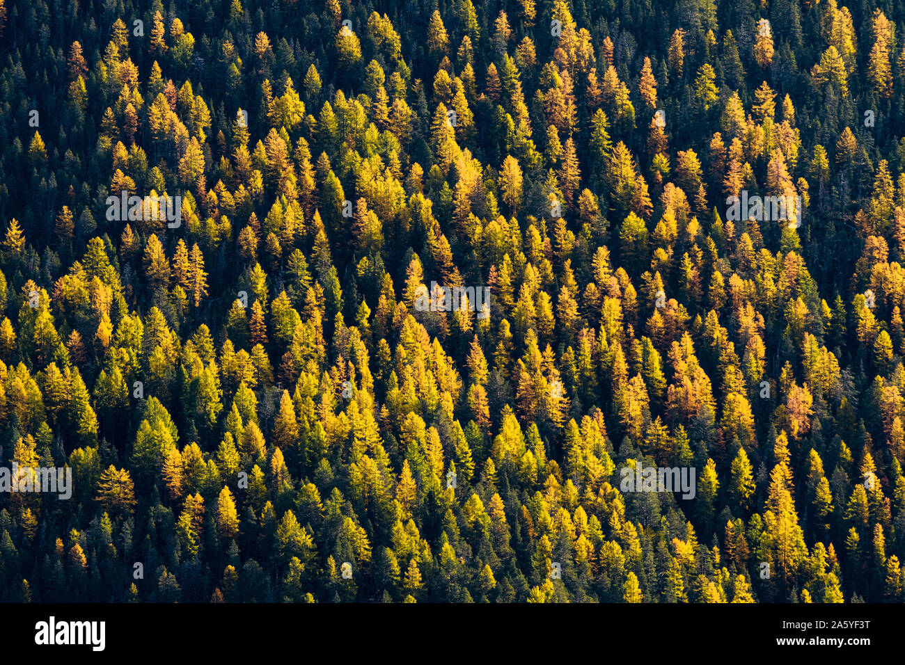 gelbe Lärchen im Schweizer Nationalpark Stock Photo