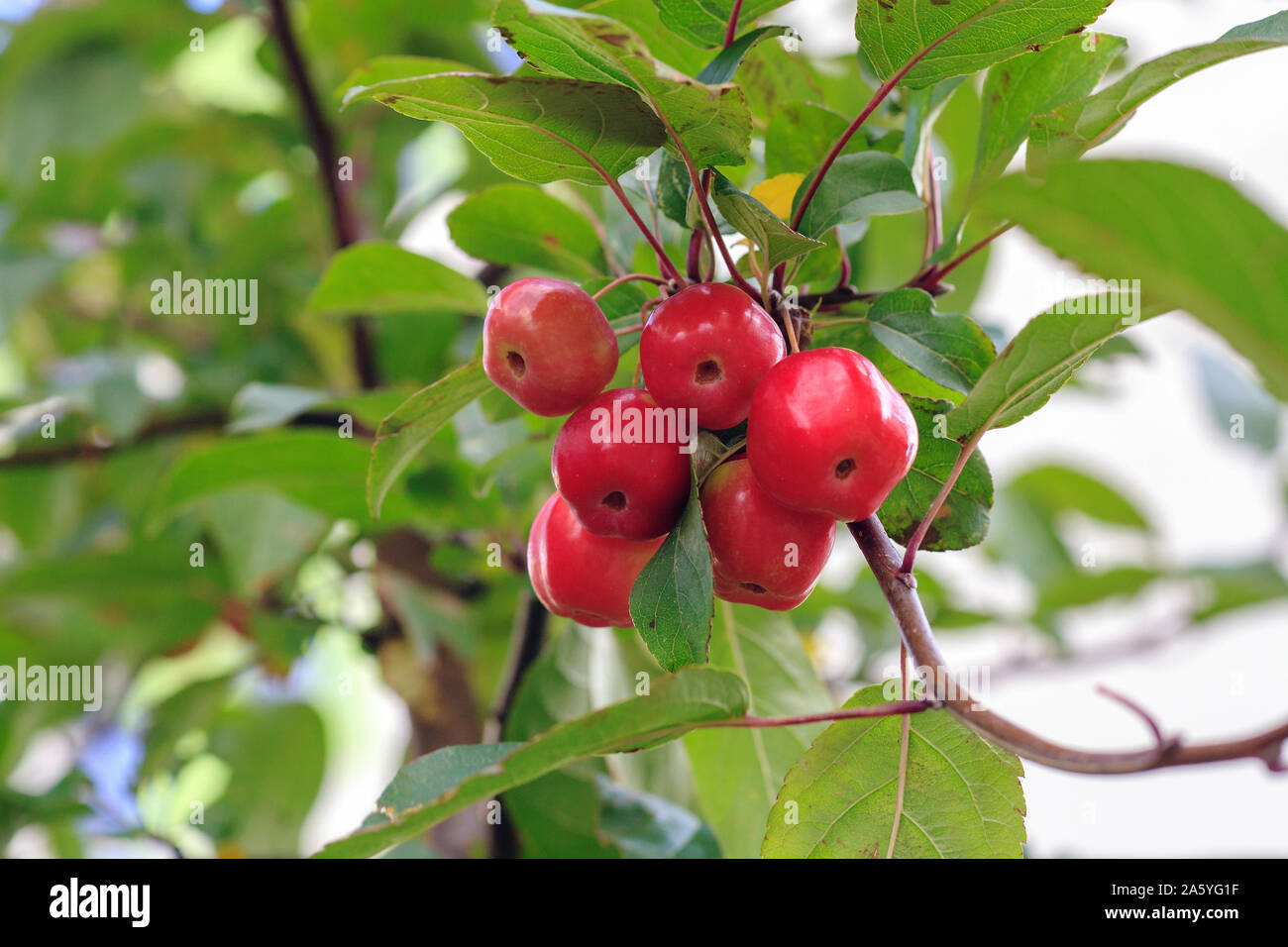 Little red fruits on Plumleaf crab apple tree. Malus prunifolia or Chinese crabapple apples Stock Photo