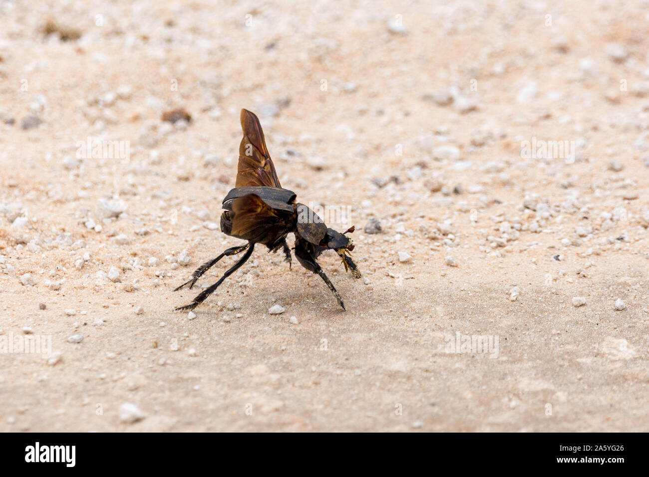 Dung beetle takes off from the ground, Namibia, Africa Stock Photo