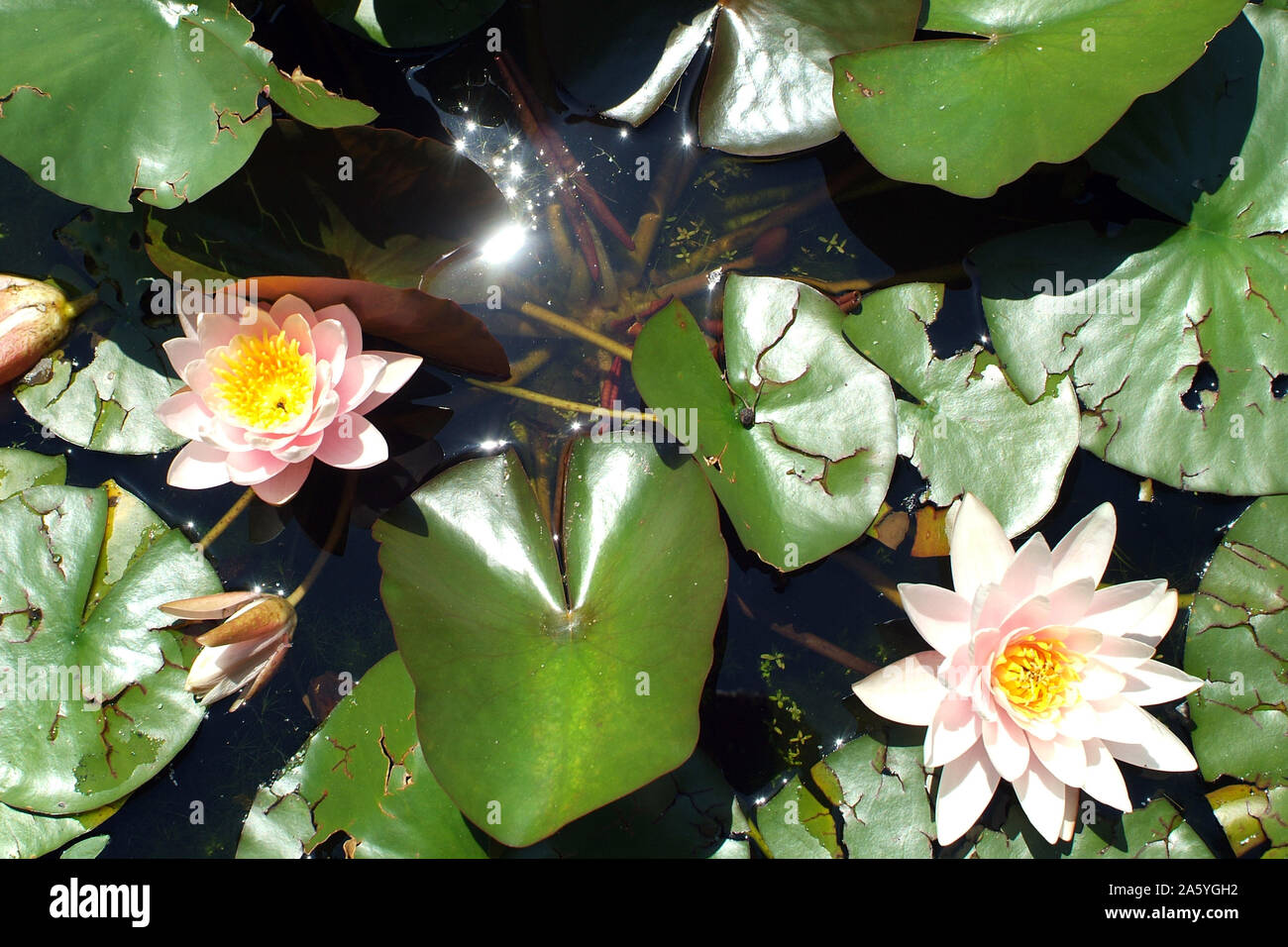 Lotus flowers in a pond Stock Photo Alamy