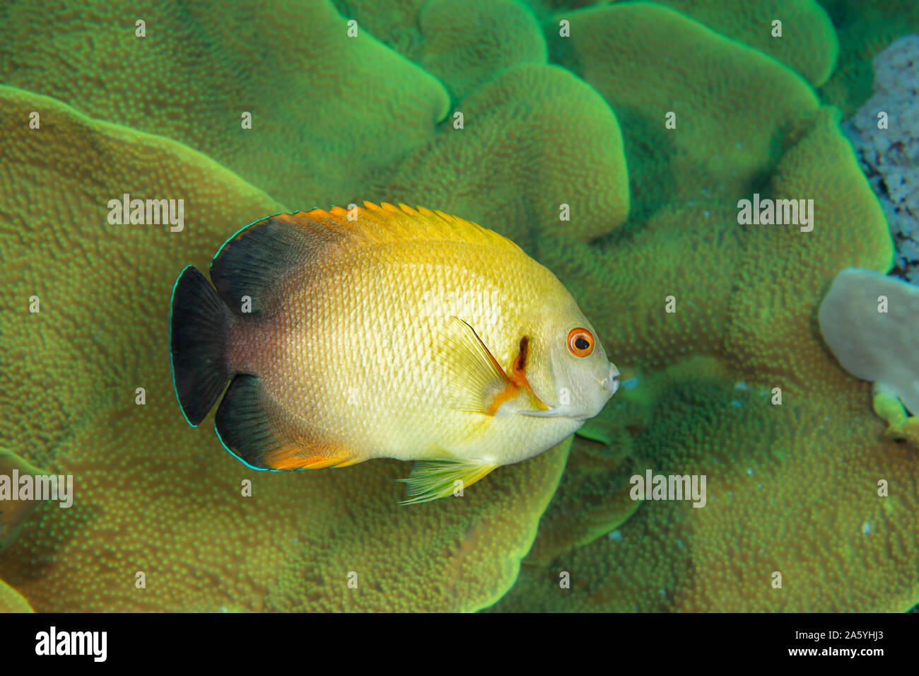 A pearlscale angelfish or half black angelfish, Centropyge vrolikii, on a reef off the island of Yap, Micronesia. Stock Photo
