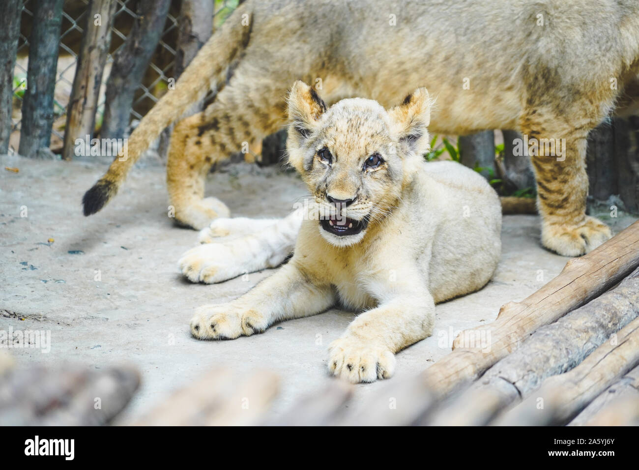 Young lion smile and lying with friends at the zoo in Vietnam. Stock Photo