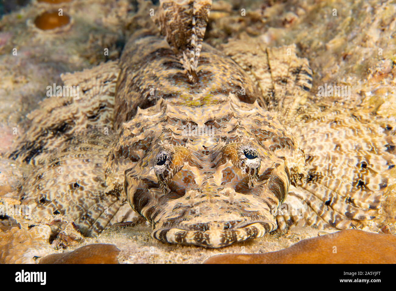 A face on look at a crocodile fish, Cymbacephalus beauforti, on a reef off the island of Yap, Micronesia. Stock Photo