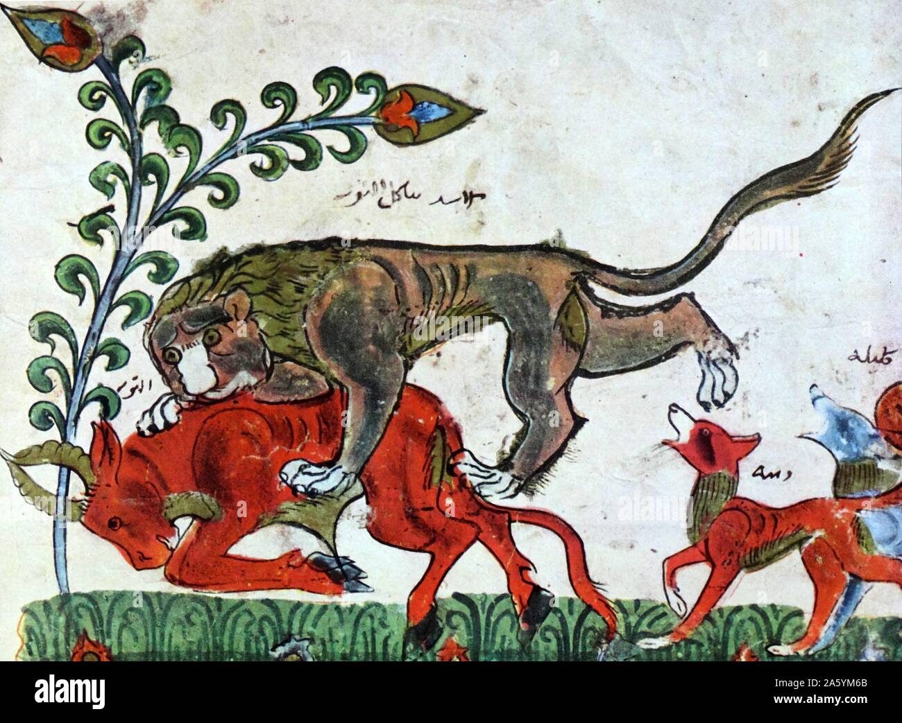 Arab illustration of the Lion Pingalaka is one of the Panchatantra, an ancient Indian inter-related collection of animal fables in verse and prose. The original Sanskrit work, which some scholars believe was composed in the 3rd century BCE. A New Persian version from the 12th century became known as Kal?leh o Demneh. The book in different form is also known as The Fables of Bidpai. 13th century Stock Photo