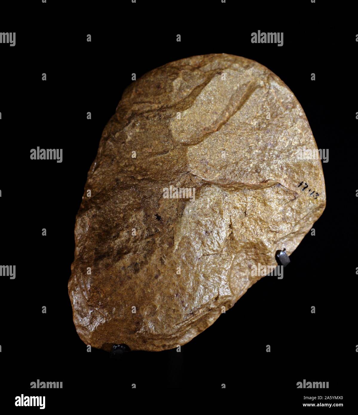 Stone Age hand-axe, made over 250,000 years ago. Found in Saltley, Birmingham. Would've been used to cut meat by Hunter Gatherers. Stock Photo