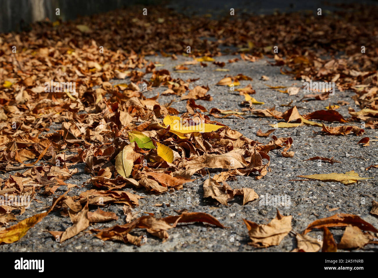 Yellow and brown leaves on asphalt ground Stock Photo