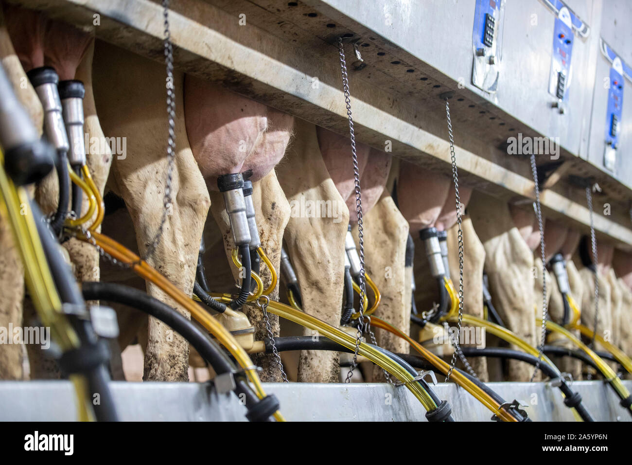 Des Moines, USA. 16th Oct, 2019. Holstein cows are milked by suction machines at Milk Unlimited Dairy Farms in Atlantic, Iowa, the United States, Oct. 16, 2019. TO GO WITH 'Spotlight: U.S. dairy farmers long for U.S.-China trade progress' Credit: Wang Ying/Xinhua/Alamy Live News Stock Photo