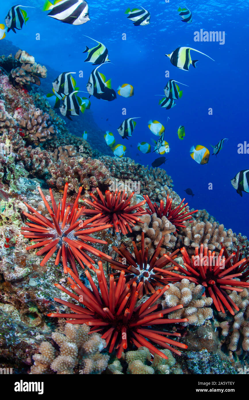 Slate pencil sea urchins, Heterocentrotus mammillatus, color the foreground of this Hawaiian reef scene. Pennantfish, Heniochus diphreutes, and Pyrami Stock Photo