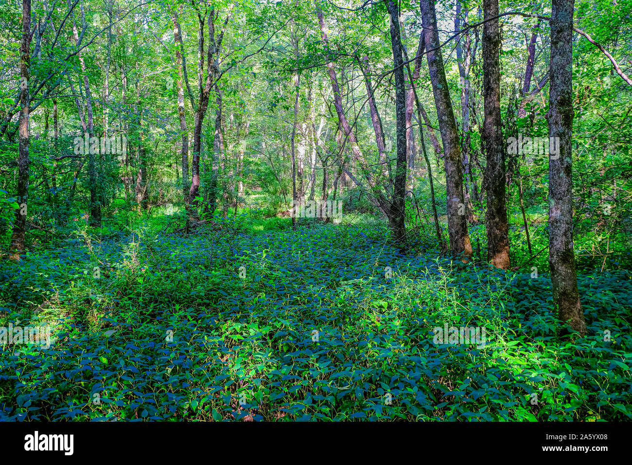Lush green forest in summer hi-res stock photography and images - Alamy