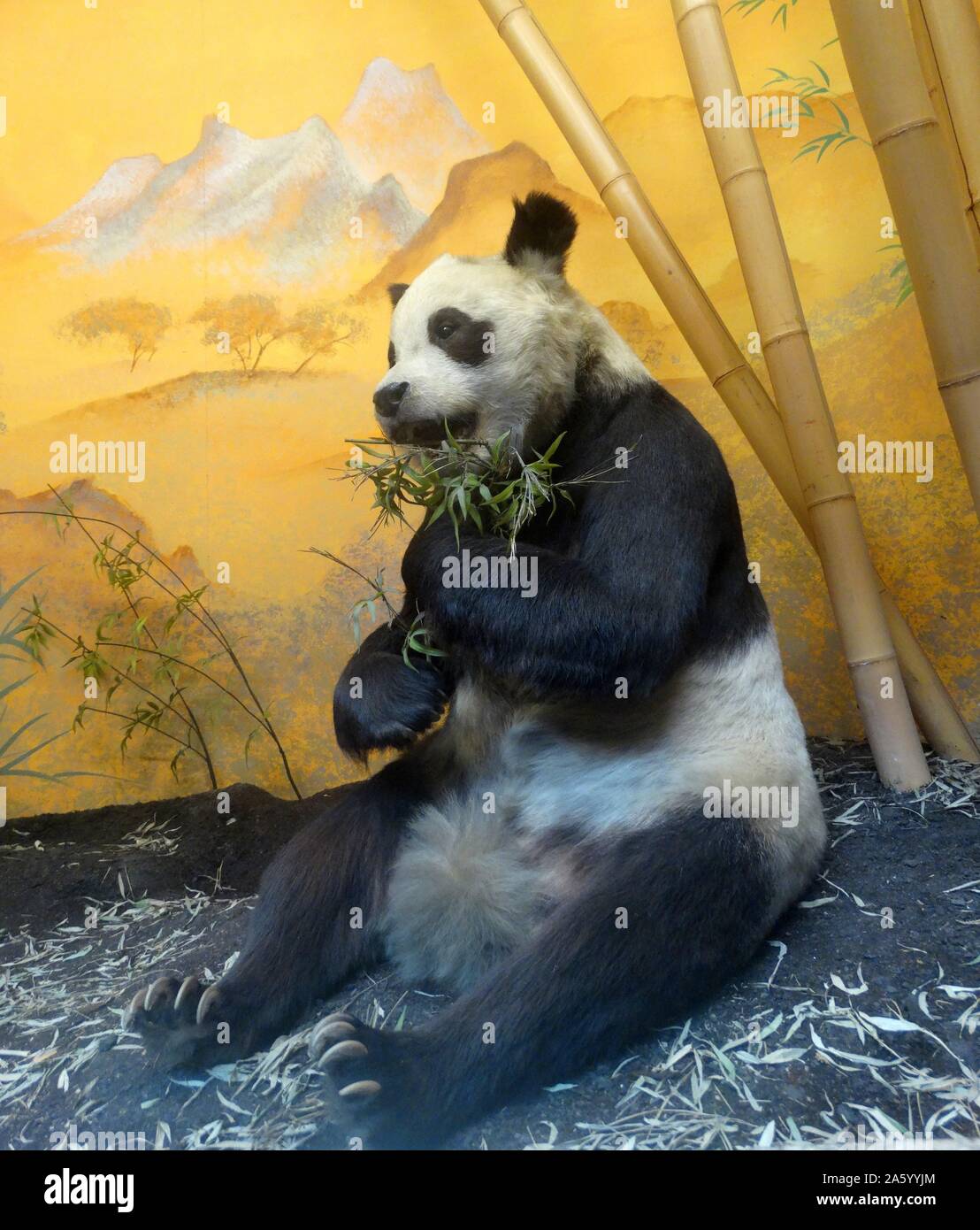Stuffed and preserved remains of Chi Chi the Panda gifted by China to the United Kingdom. Dated 1958 Stock Photo