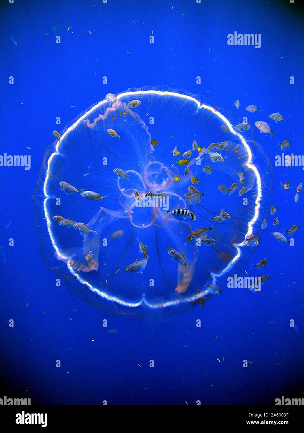 A flotilla of fish follow a transparent drifting jellyfish, Aurelia aurita. From Operation Deep Scope Expedition 2005. Stock Photo