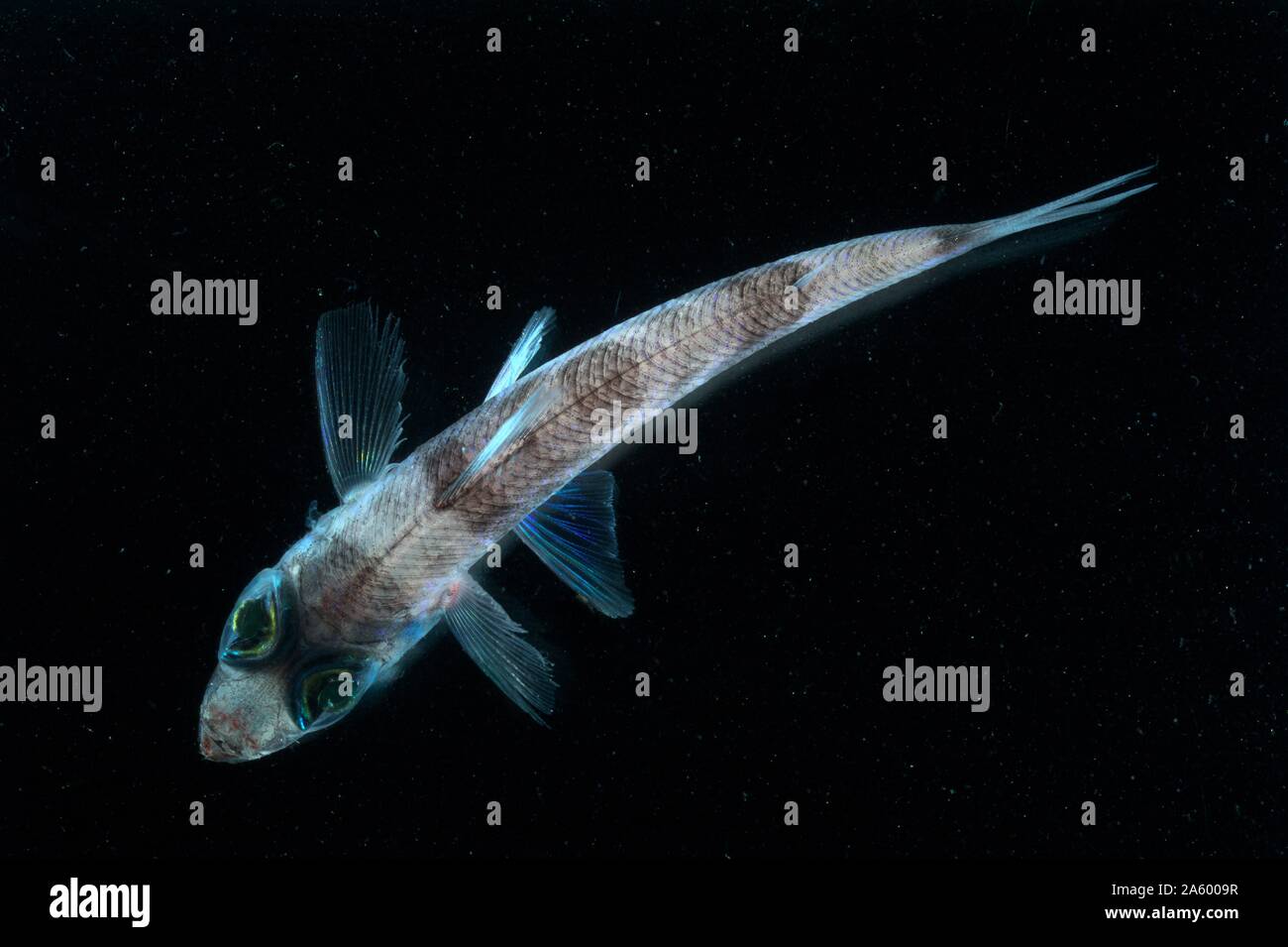 Operation Deep Scope Expedition 2004. Under white light, the green lenses of this six-inch greeneye fish are still quite apparent. Stock Photo