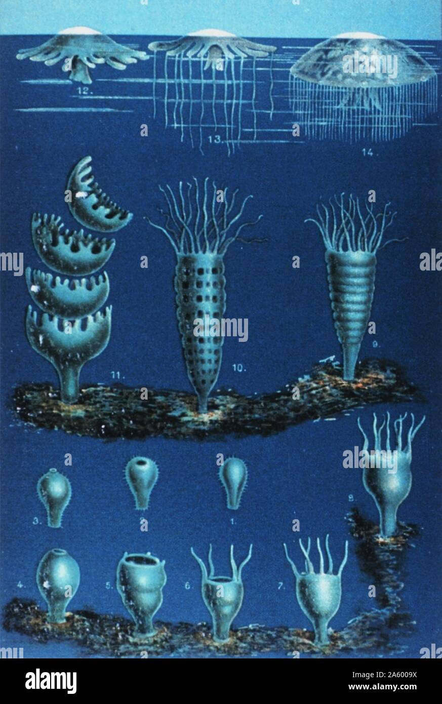 Die Entwickelung der Meduse 1888 in Das Meer by M. J. Schleiden, 1804-1881 Stock Photo