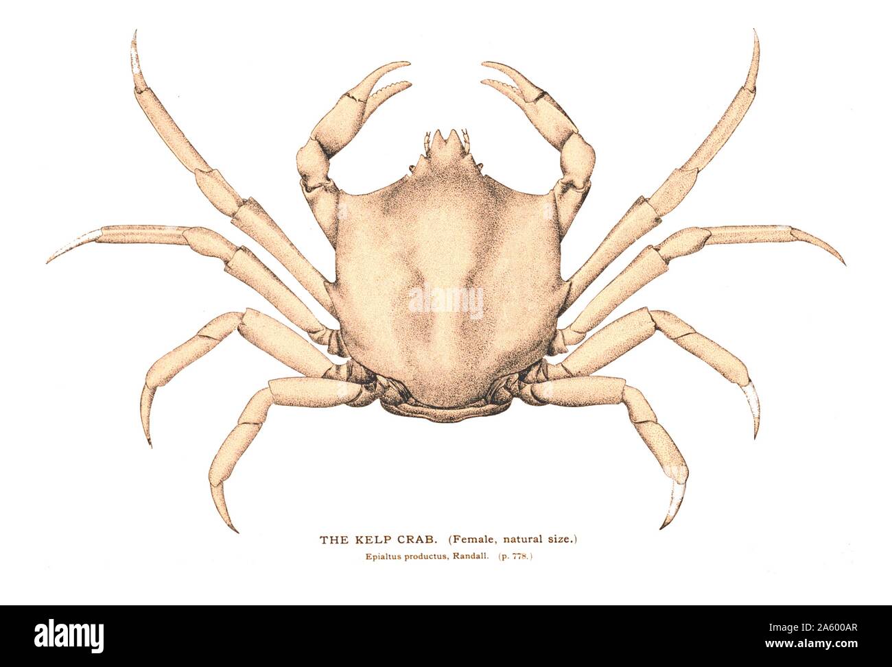 The Kelp Crab. (Female). Epialtus productu. Plate 268. Stock Photo