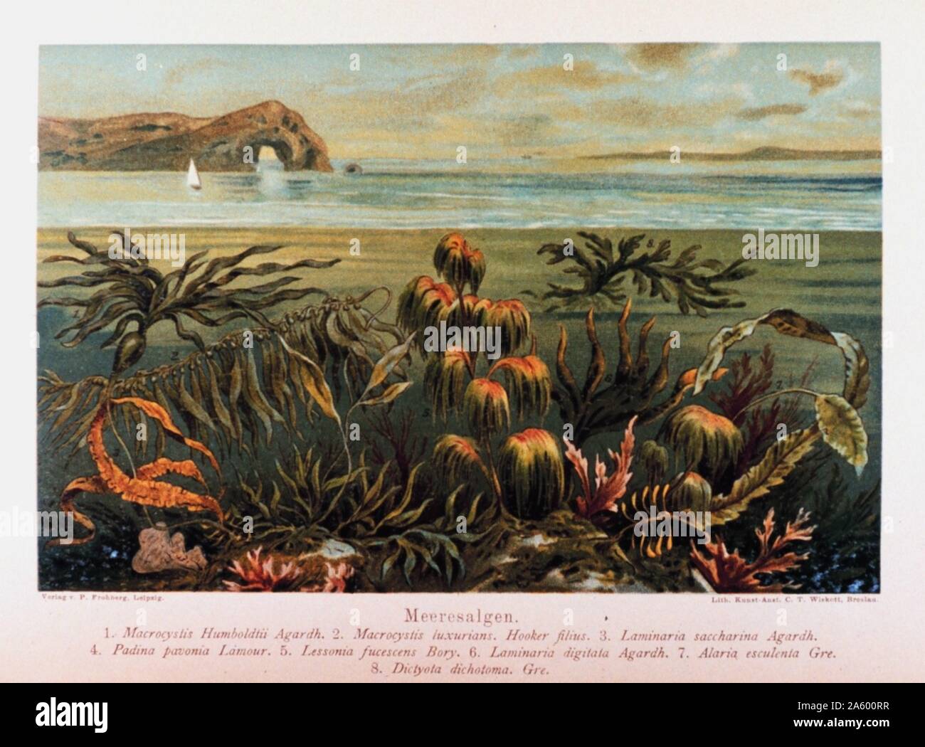 kelp (Meeresalgen) in: 'Das Meer' by M. J. Schleiden, 1804-1881 Stock Photo