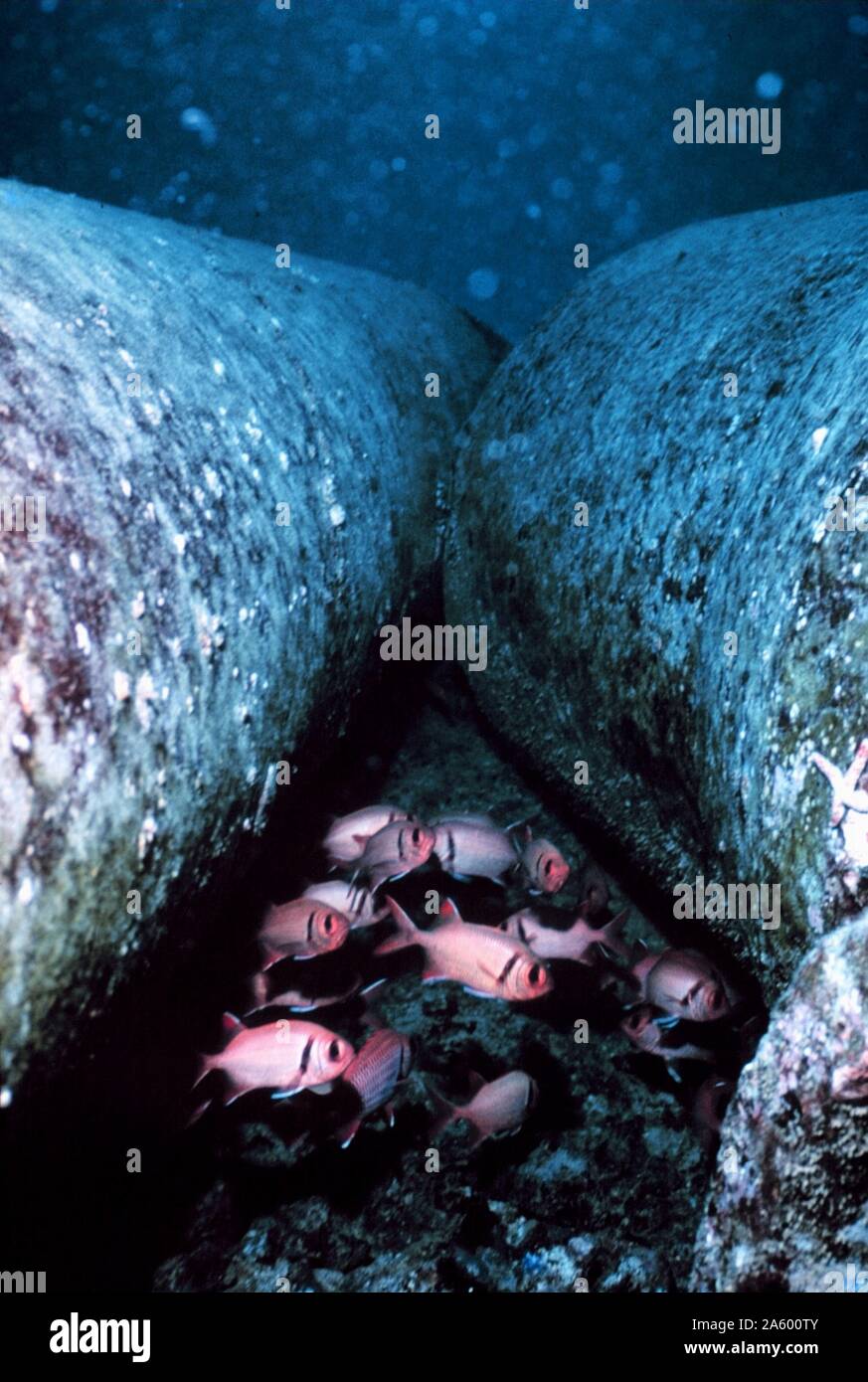 Marine snow, detrital/particulate matter surrounding two adjacent pipes on reef. Stock Photo