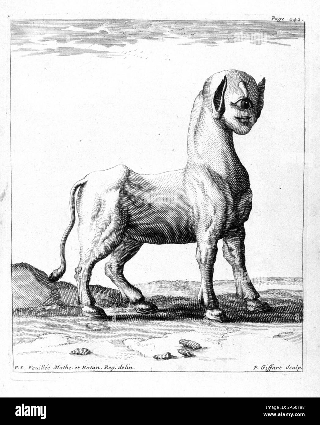 A travellers representation of a one eyed monster from South America. A Monster Born of a Ewe'. In: 'Journal des Observations Physiques; Mathematiques et Botaniques' by Louis Feuillee; 1660-1732. Published in 1714 Stock Photo