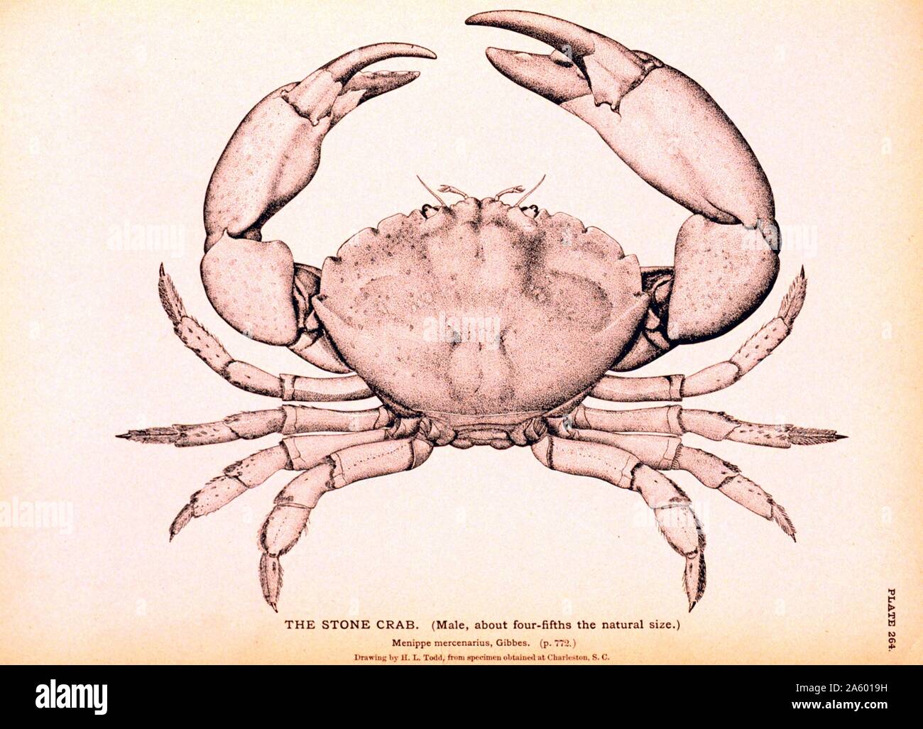 The Stone Crab; Menippe mercenarius; 19th century illustration 1895 Stock Photo