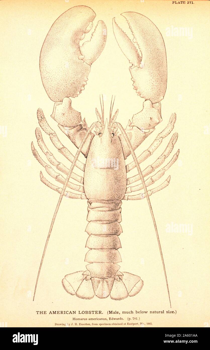 American Lobster, illustration 1878 Stock Photo