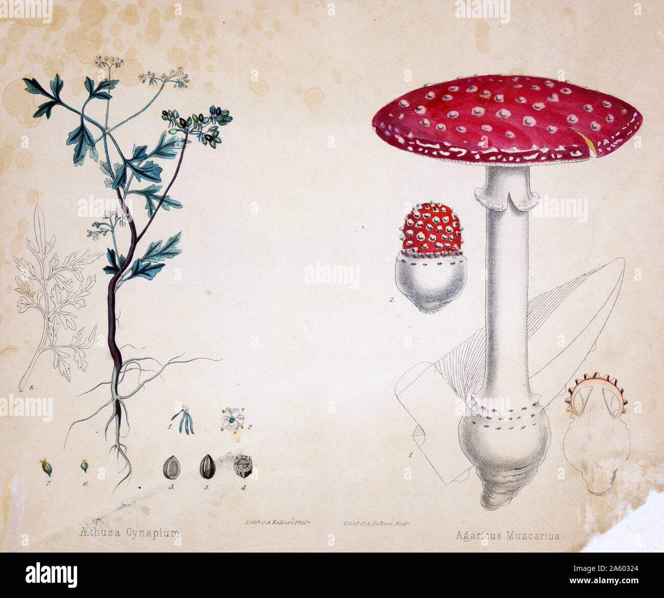 Print specimen of botanical illustration for Aethusa Cynapium, a herb and Agaricus Mascarius, a mushroom by Augustus Kollner (1813-1906), hand-coloured lithograph. Stock Photo