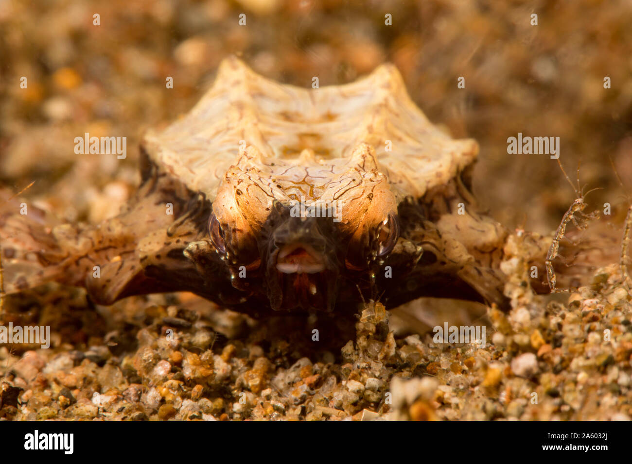 This is a close-up of a short dragonfish or Pegasus sea moth, Eurypegasus draconis, with a skeleton shrimp. It is just a few inches long. The blurry l Stock Photo