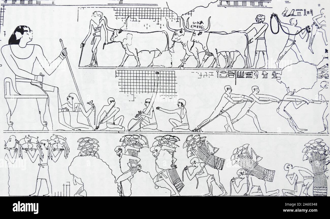 Freize depicting cattle, music making and the papyrus harvest, found at Meir, near Asyut, Egypt. in a low slope leading on to the desert plateau. The most important of these rock-cut tombs belong to the men who were in charge of the 14th Upper Egyptian nome during the 6th and the 12th dynastie Stock Photo