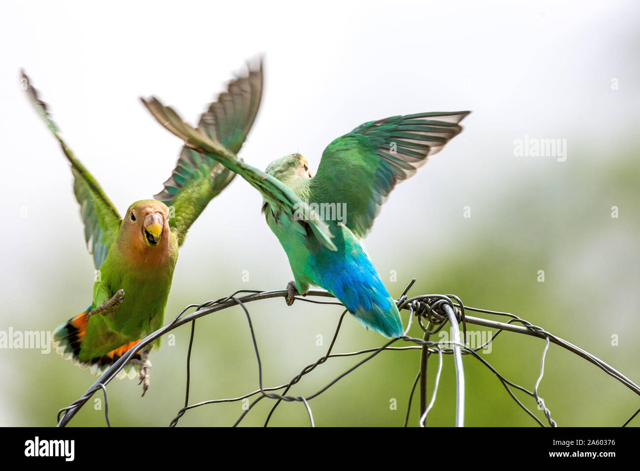 Two rosy-faced lovebirds landing on a wire, Namibia, Africa Stock Photo