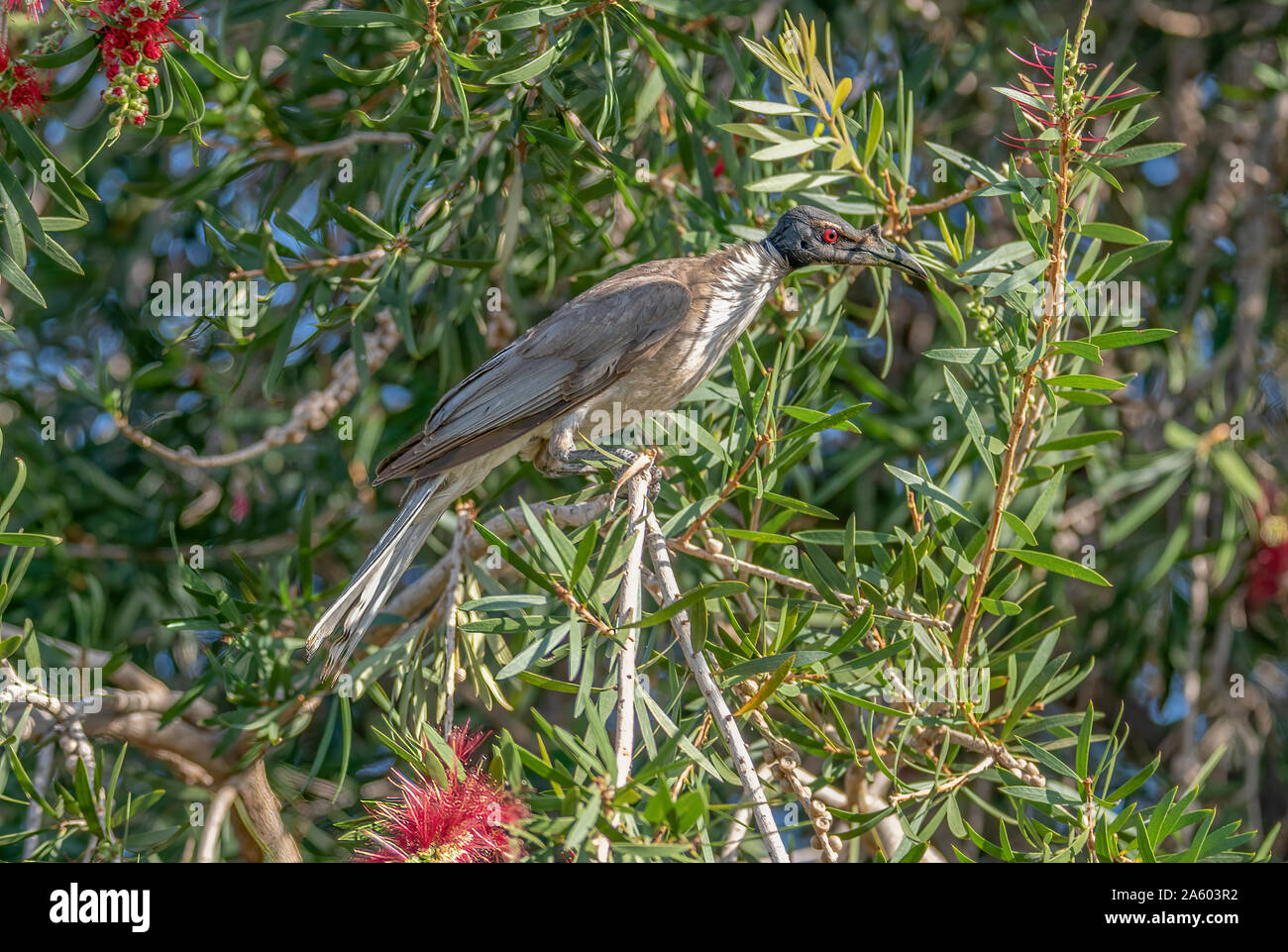 An aptly named quattelsome Noisy Friar Bird pictured in a bottlebrush tree, where it was searching for food betwen disputes with it's companions Stock Photo