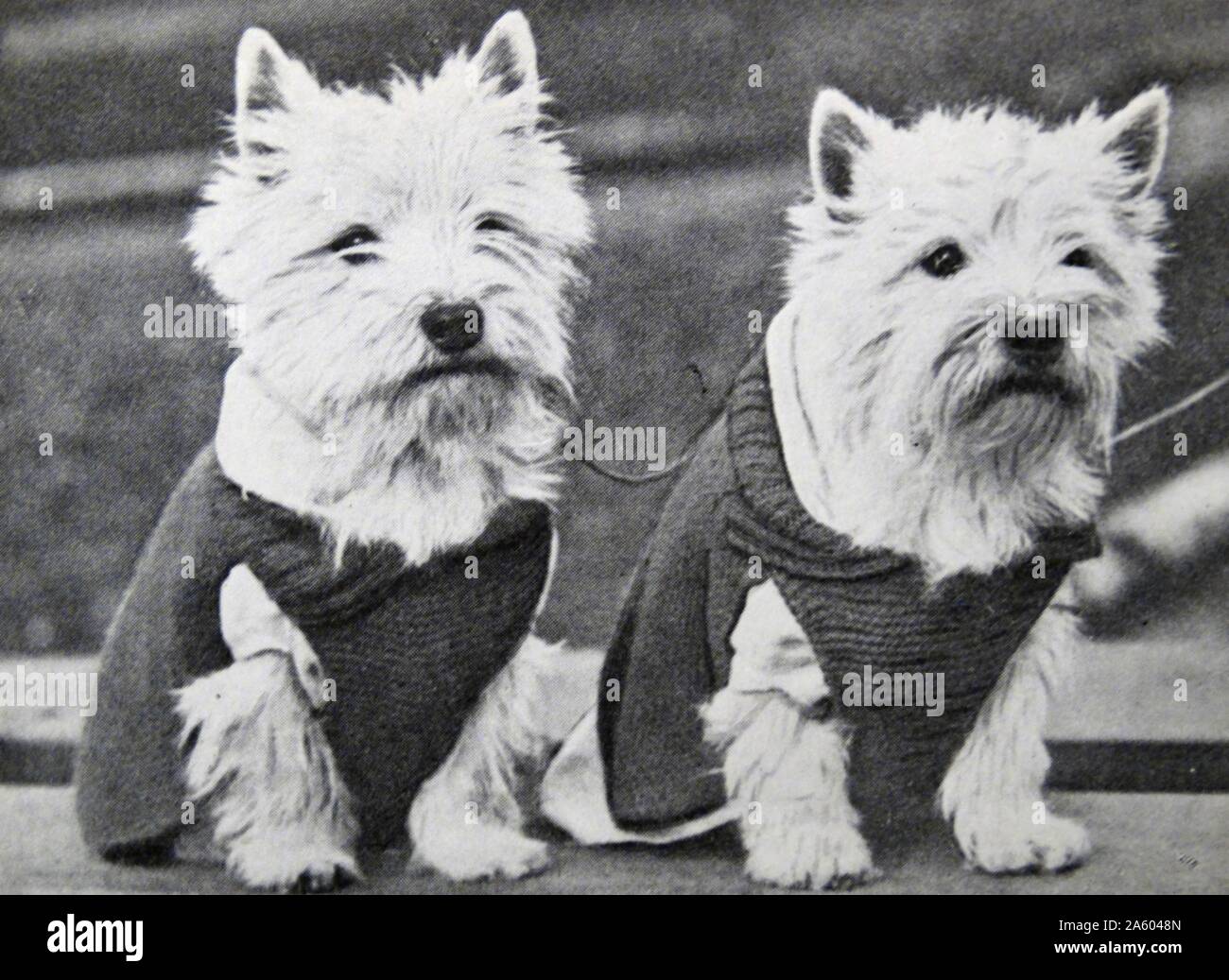 Photograph of two Dandie Dinmont Terrier, a small Scottish breed of dog