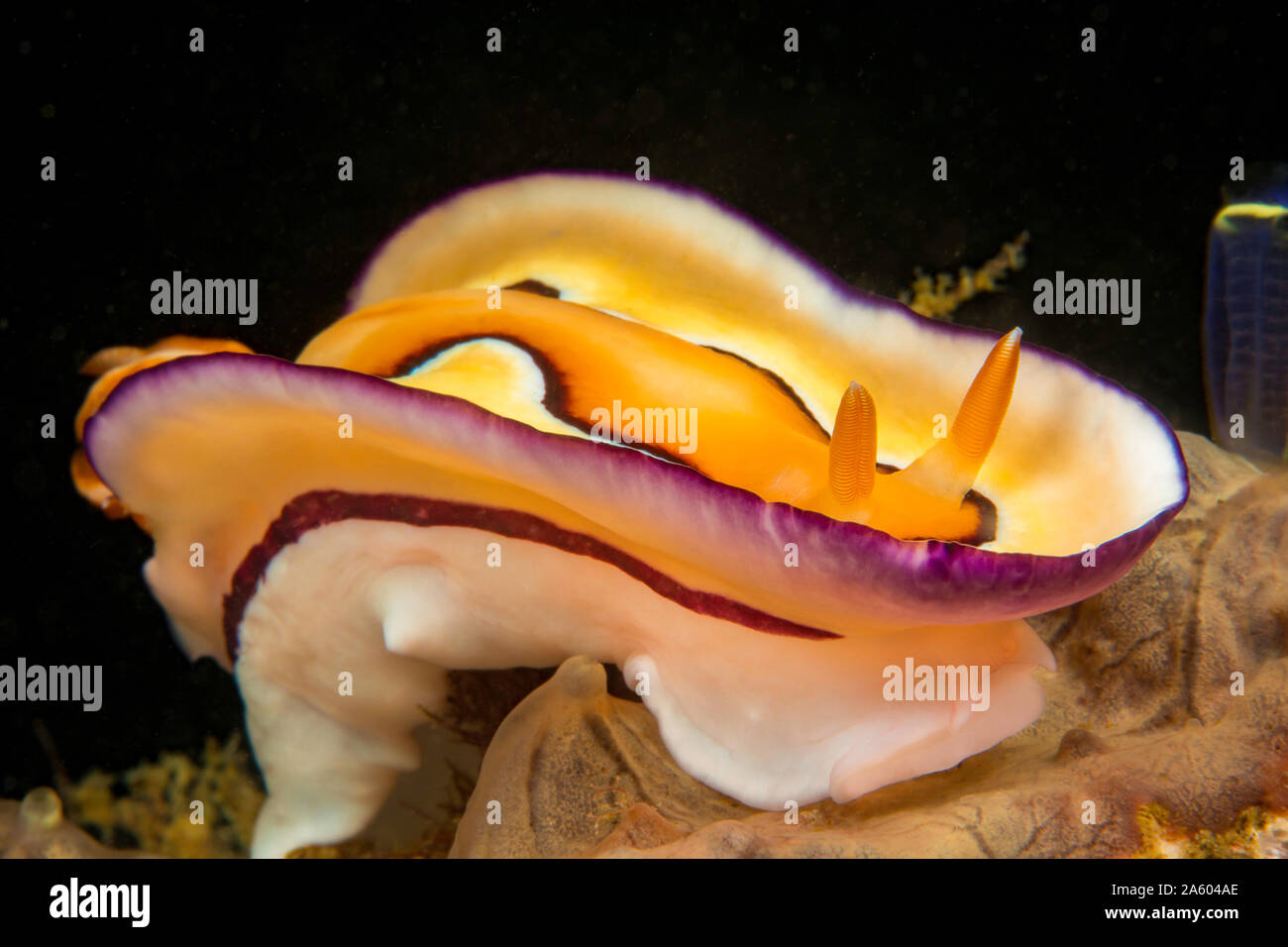 This dorid nudibranch, Chromodoris coi, was formerly known as Goniobranchus coi, Philippines. Stock Photo