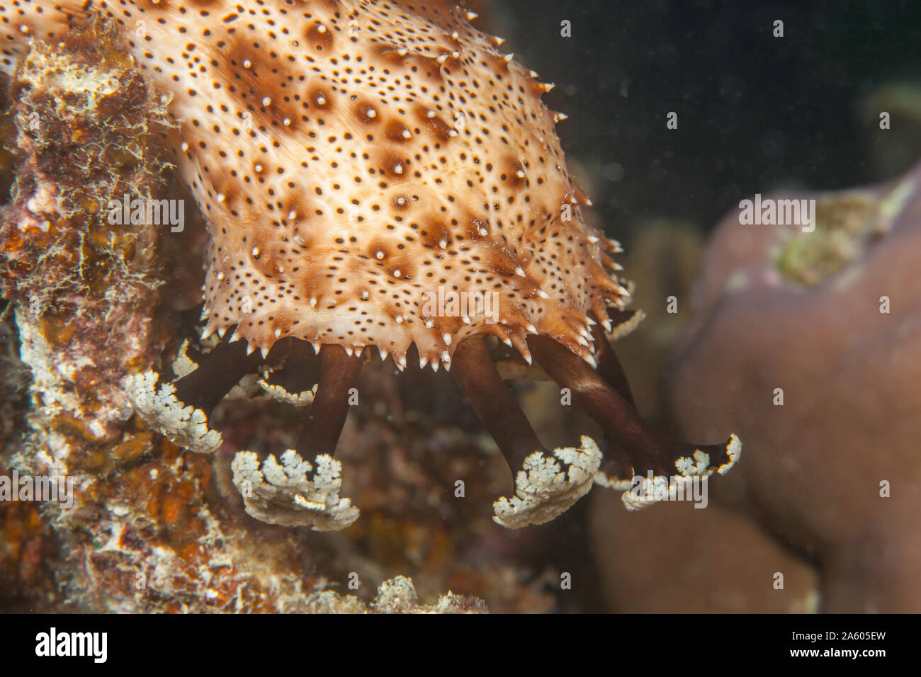 Graeff's Sea Cucumber, Pearsonothuria graeffei, previously known as Bohadschia graeffei. Showing the tentacles of this adult Holothurian feeding. Fiji Stock Photo