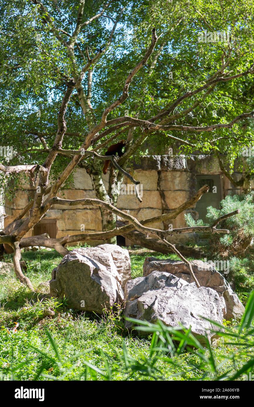 France, Rhône, Lyon, Parc de la Tête d'Or, animals, red panda Stock