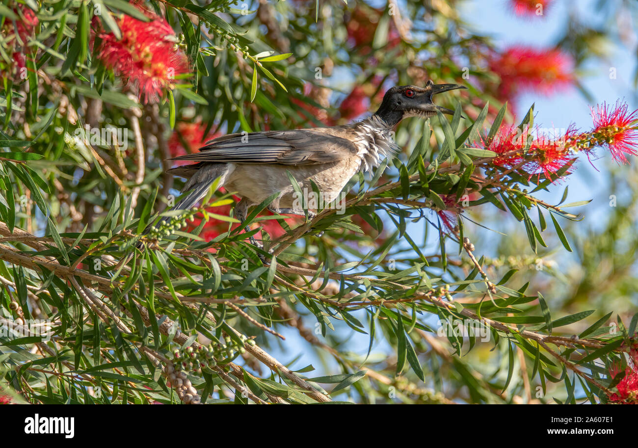 An aptly named quattelsome Noisy Friar Bird pictured in a bottlebrush tree, where it was searching for food betwen disputes with it's companions Stock Photo
