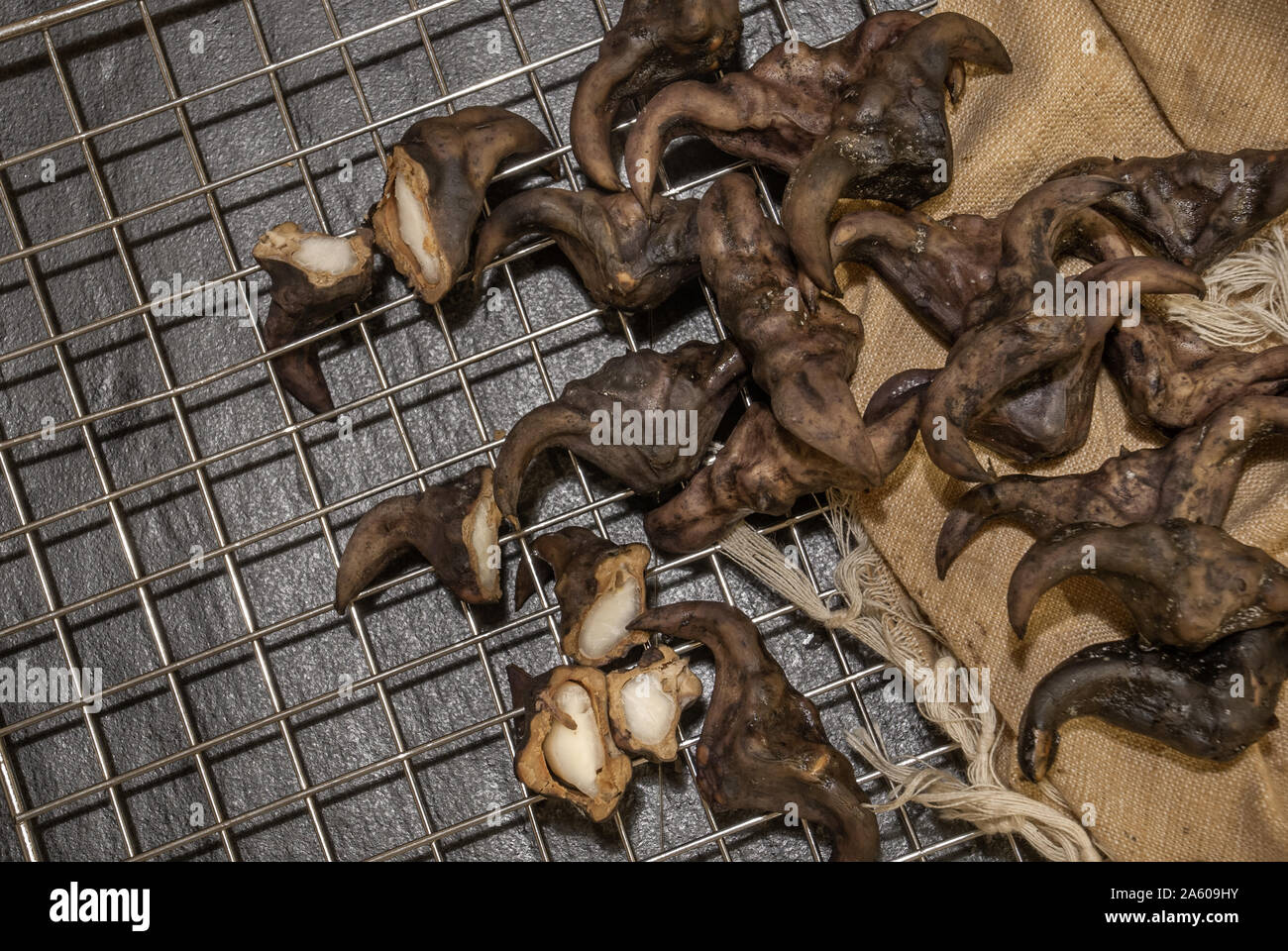 Water caltrop on a black background, Water Chestnut, Trapa natans Stock Photo